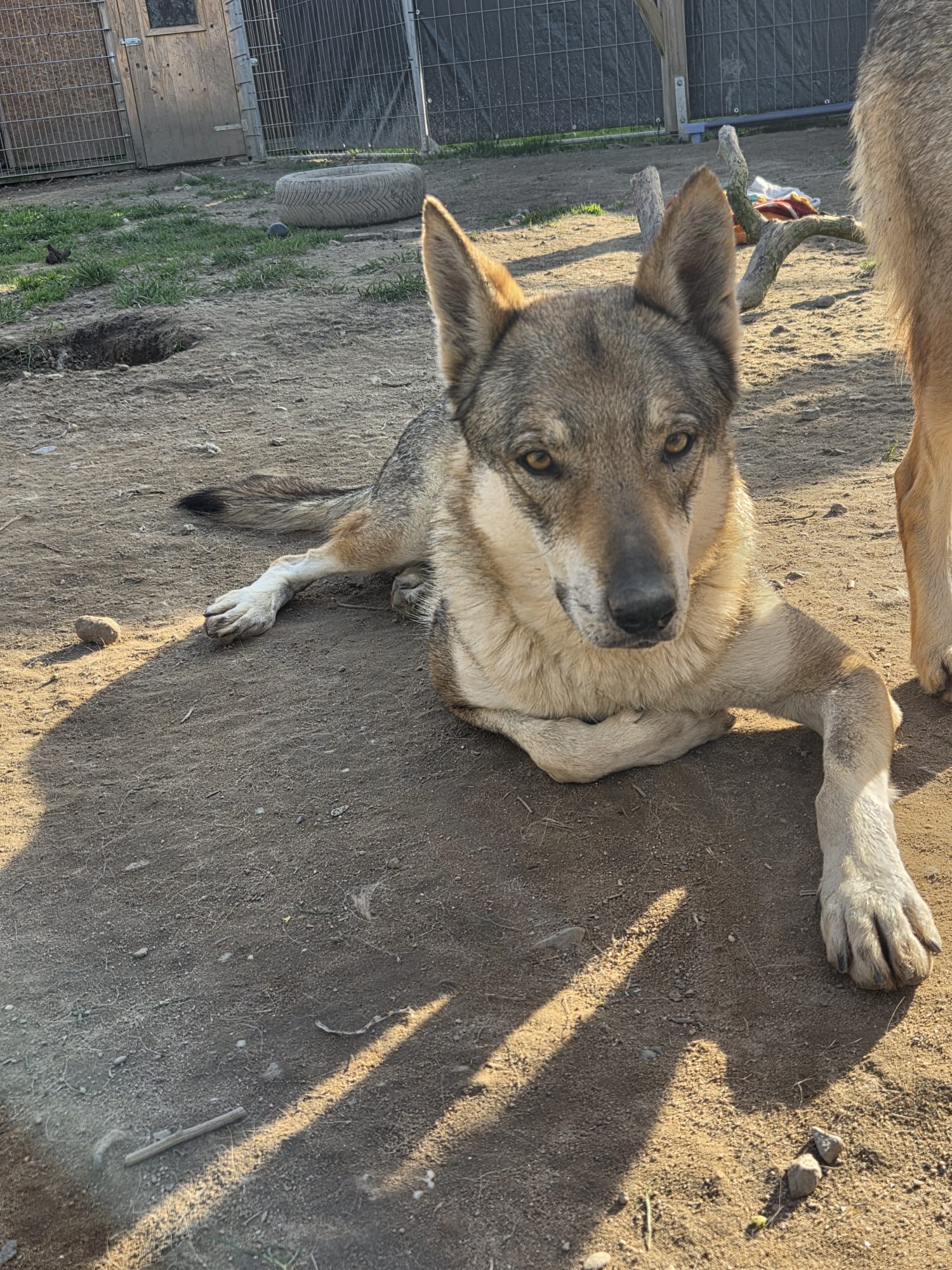 LOBA